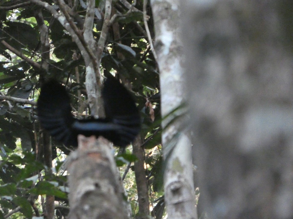 Victoria's Riflebird - ML644266123