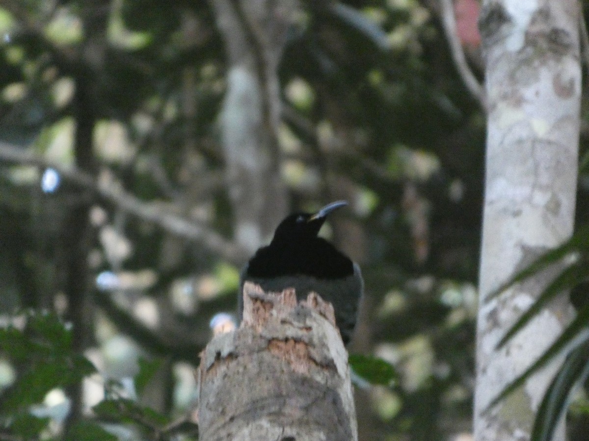 Victoria's Riflebird - ML644266124