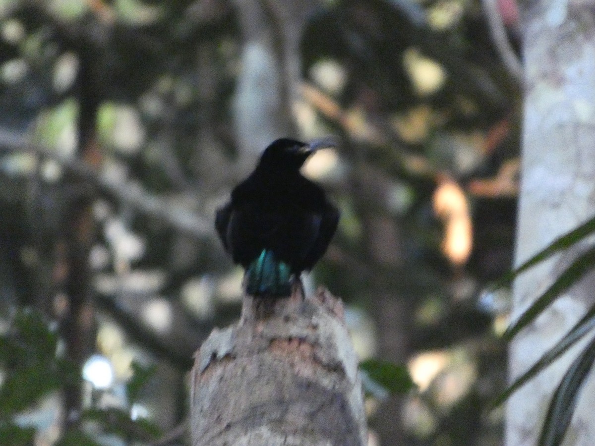 Victoria's Riflebird - ML644266125