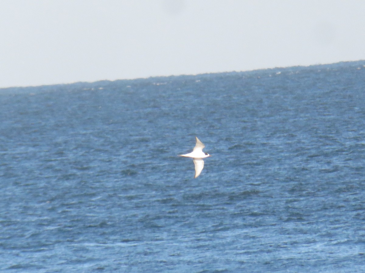 rybák obecný - ML644266135