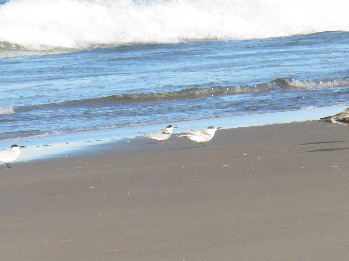 rybák obecný - ML644266136