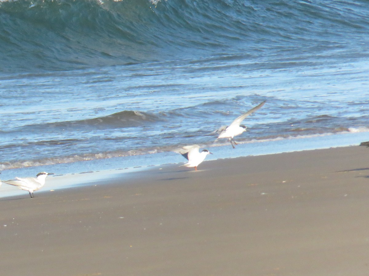 rybák obecný - ML644266137