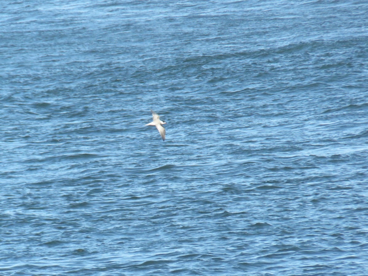 rybák obecný - ML644266138