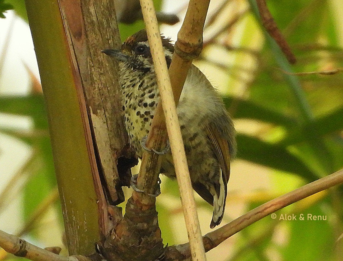 Speckled Piculet - ML644266150