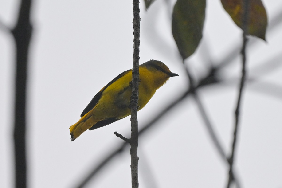 Scarlet Minivet - ML644266164