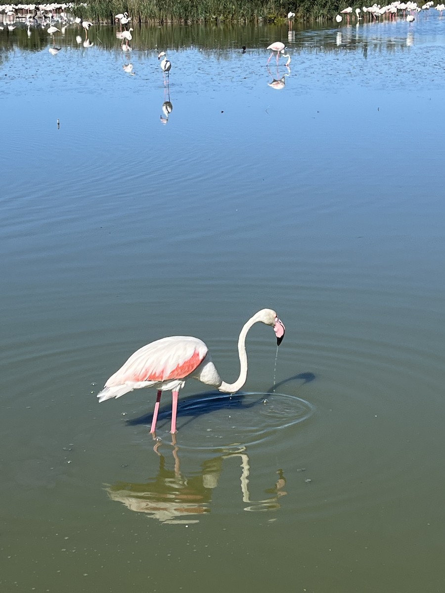 Fenicottero - ML644266168