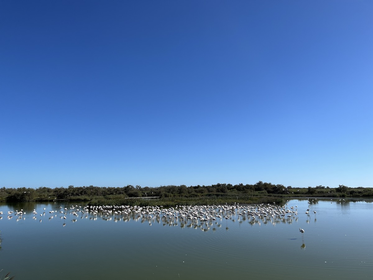 Fenicottero - ML644266169