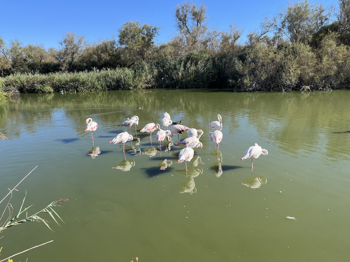 Fenicottero - ML644266170