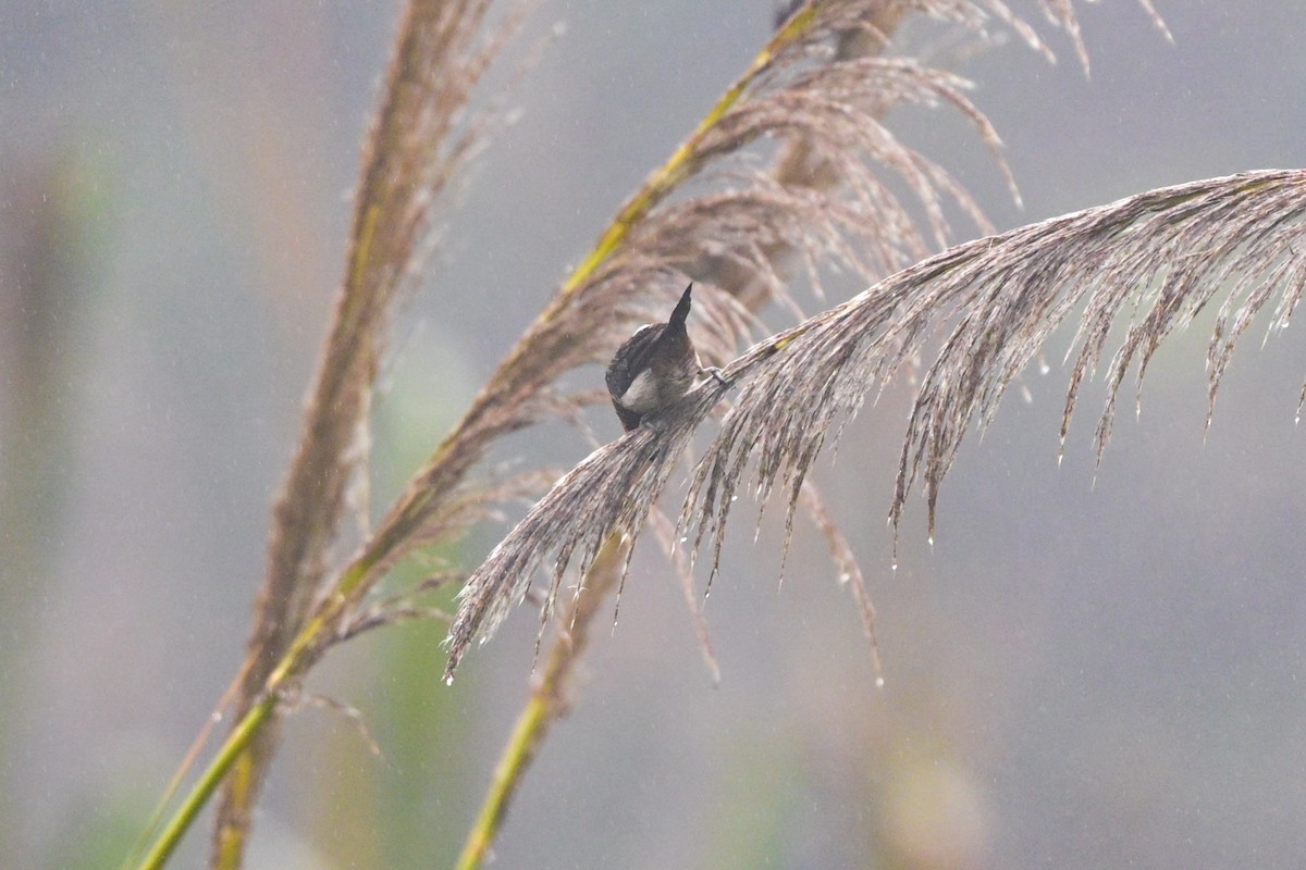 White-rumped Munia - ML644266172