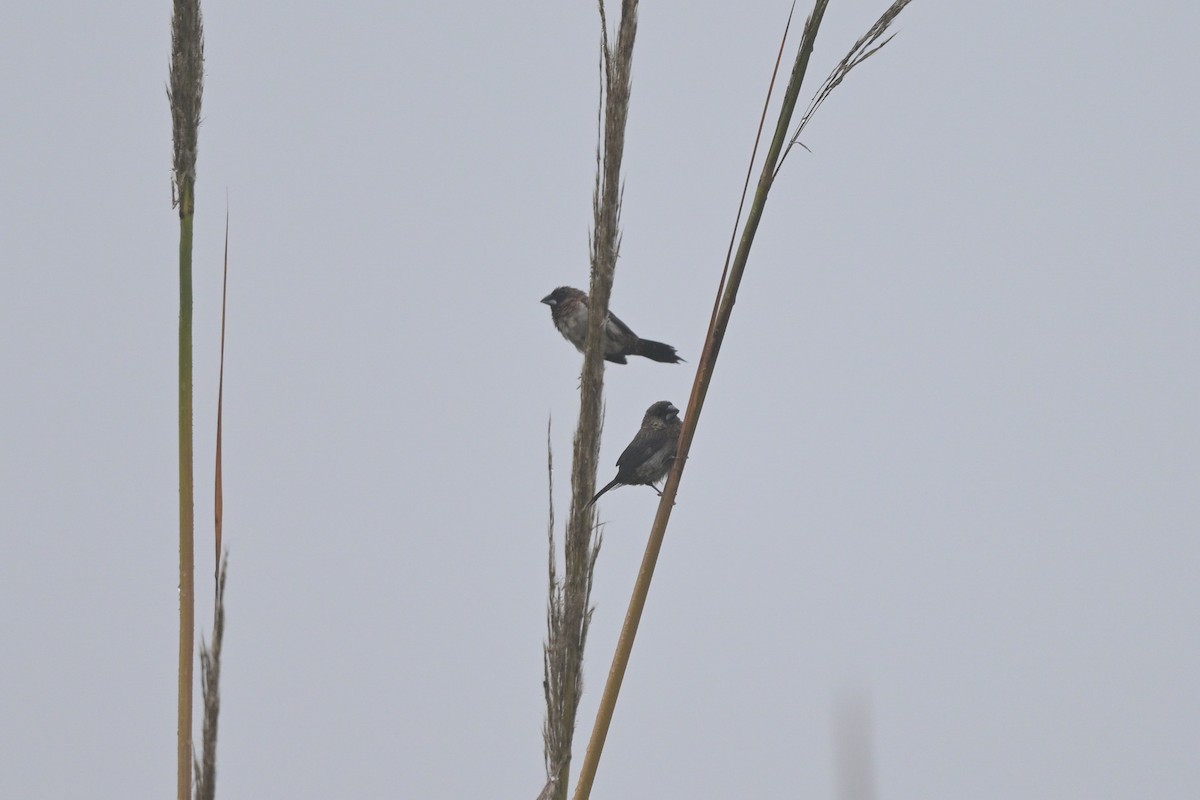 White-rumped Munia - ML644266173