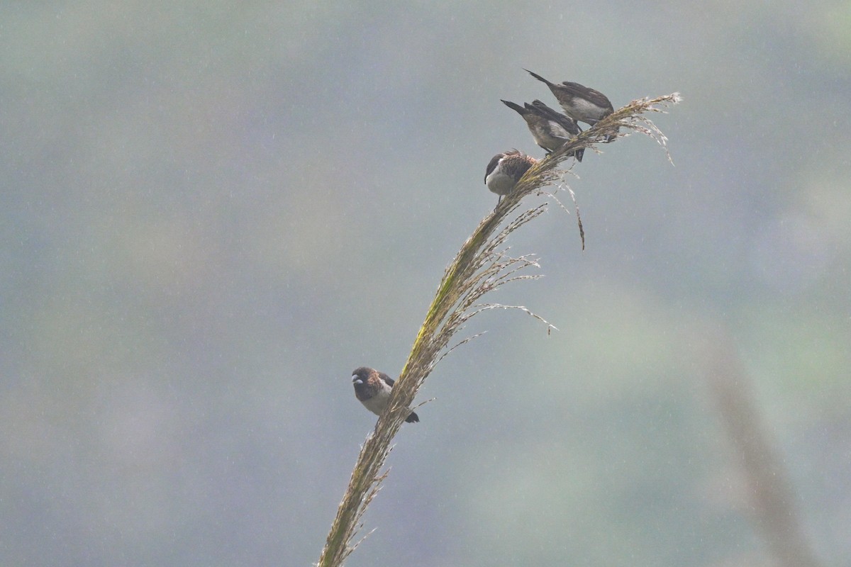 White-rumped Munia - ML644266174