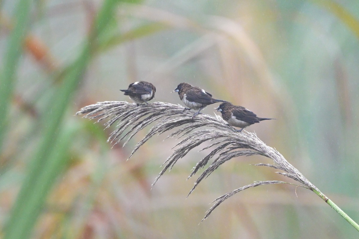 White-rumped Munia - ML644266175