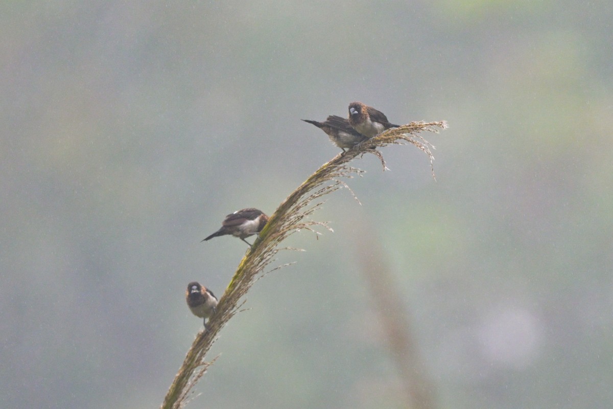 White-rumped Munia - ML644266176
