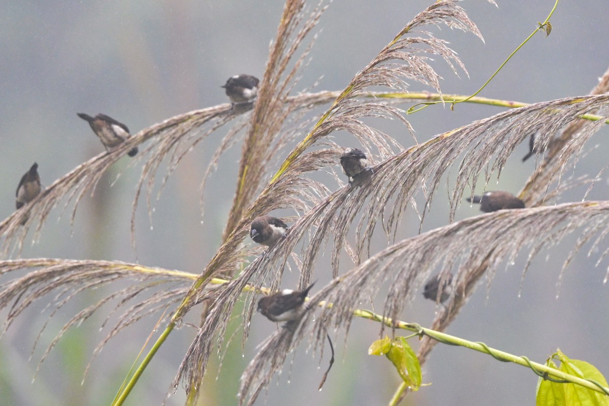 White-rumped Munia - ML644266177