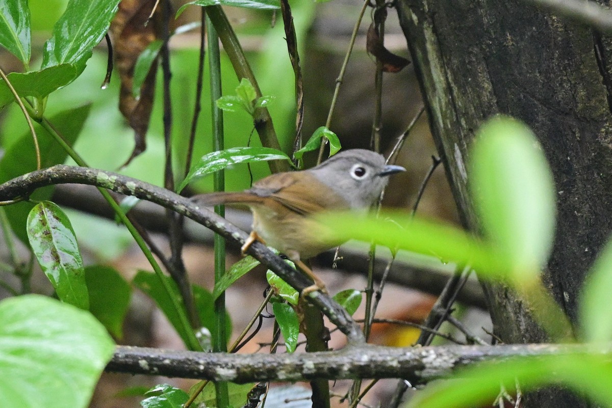 Huet's Fulvetta - ML644266178