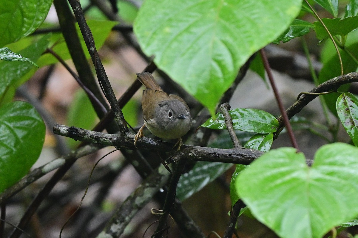 Huet's Fulvetta - ML644266179