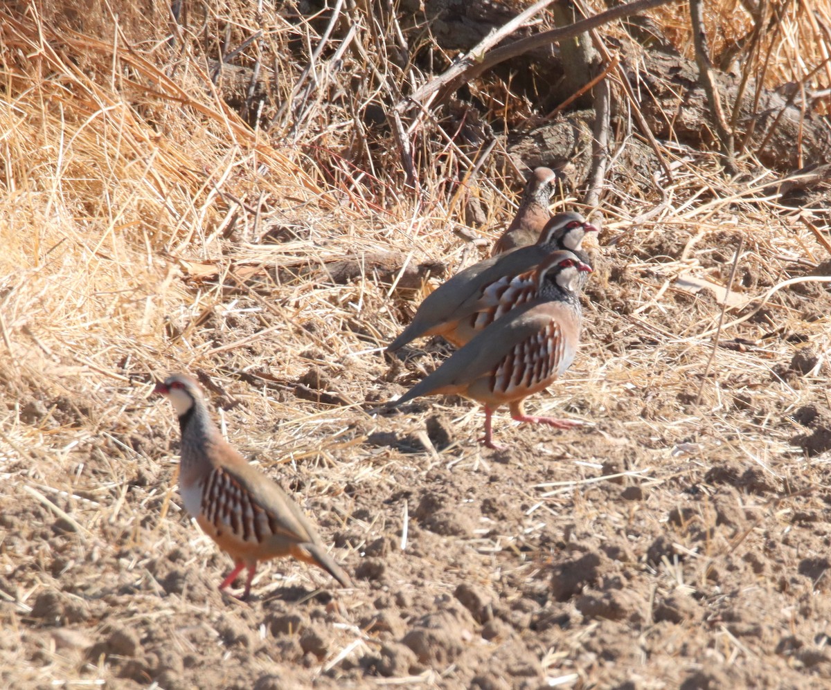 Red-legged Partridge - ML644266195