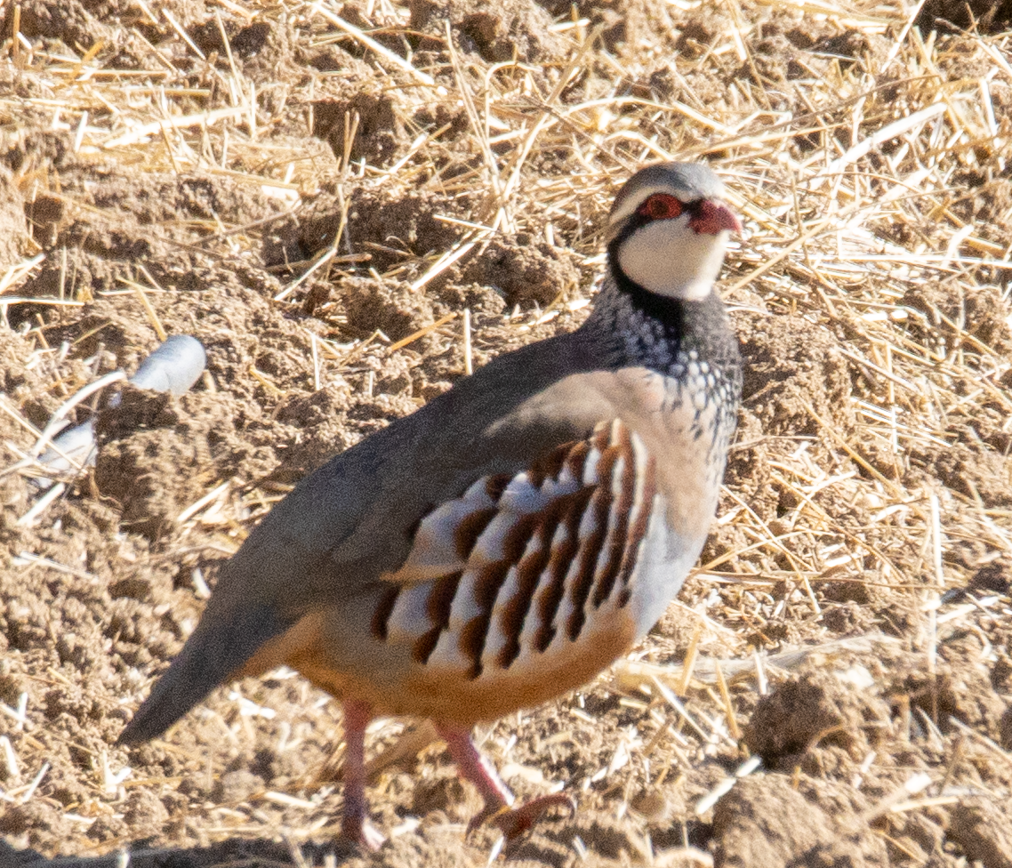 Red-legged Partridge - ML644266197