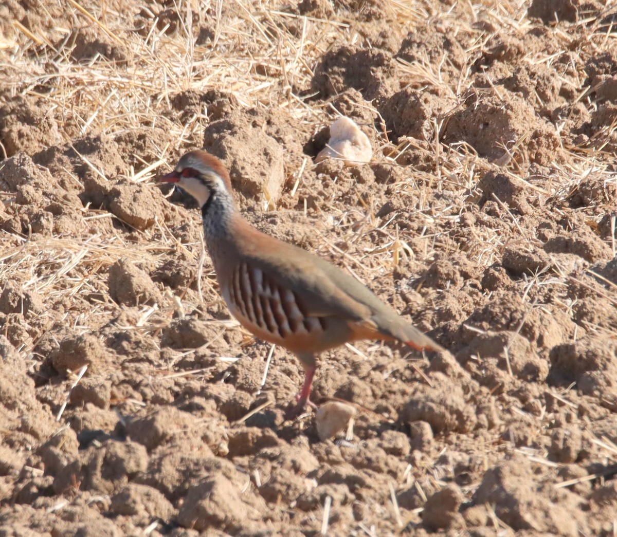 Red-legged Partridge - ML644266201