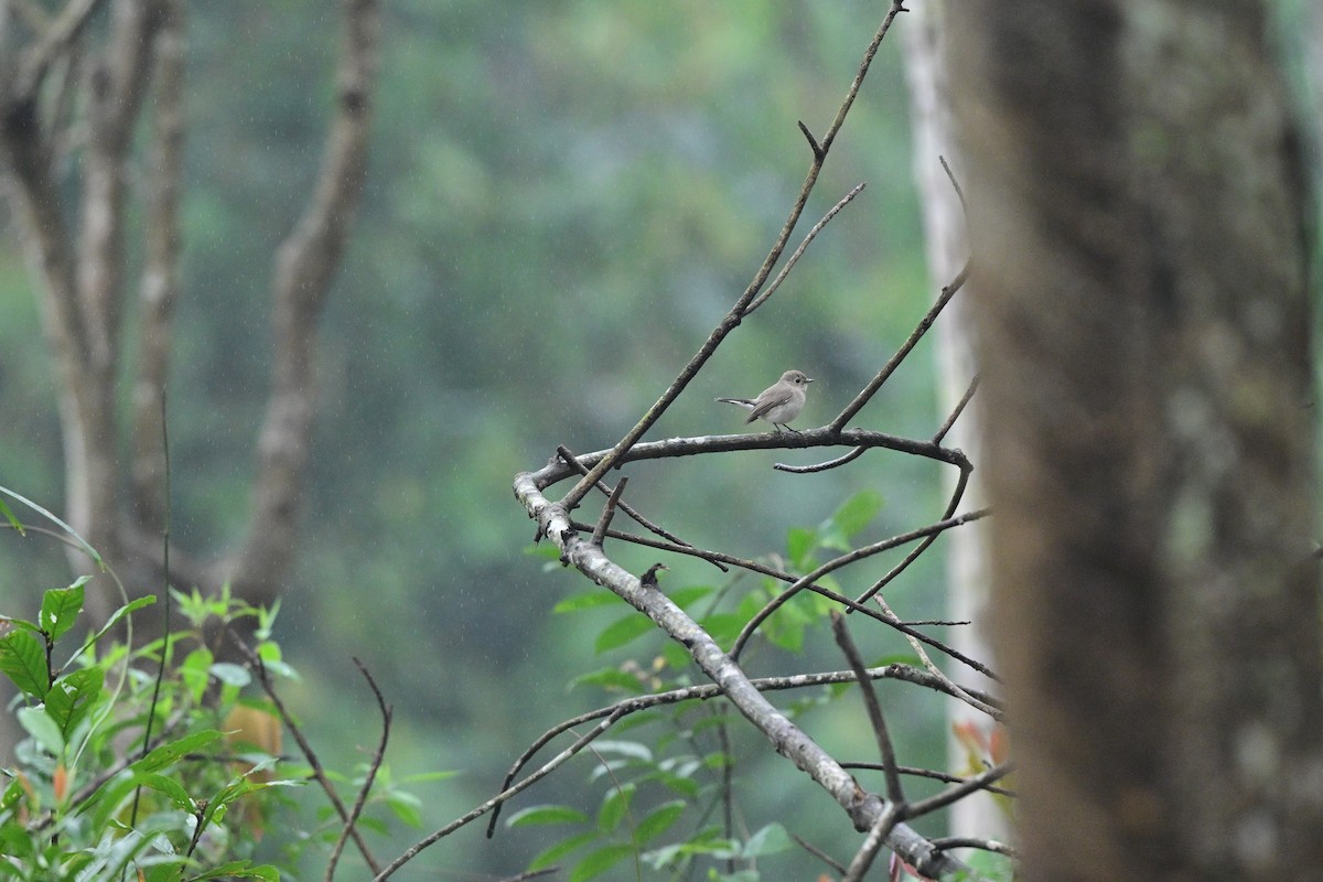 lejsek sibiřský - ML644266211