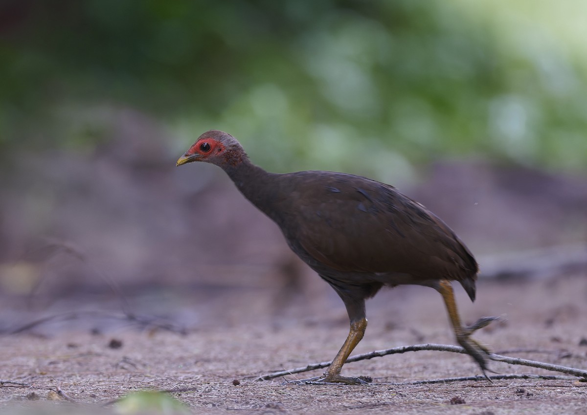 Nicobar Megapode - ML644266212