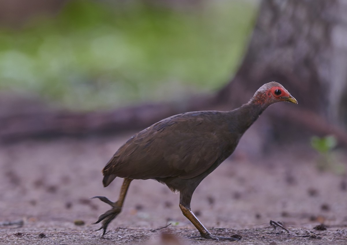 Nicobar Megapode - ML644266213