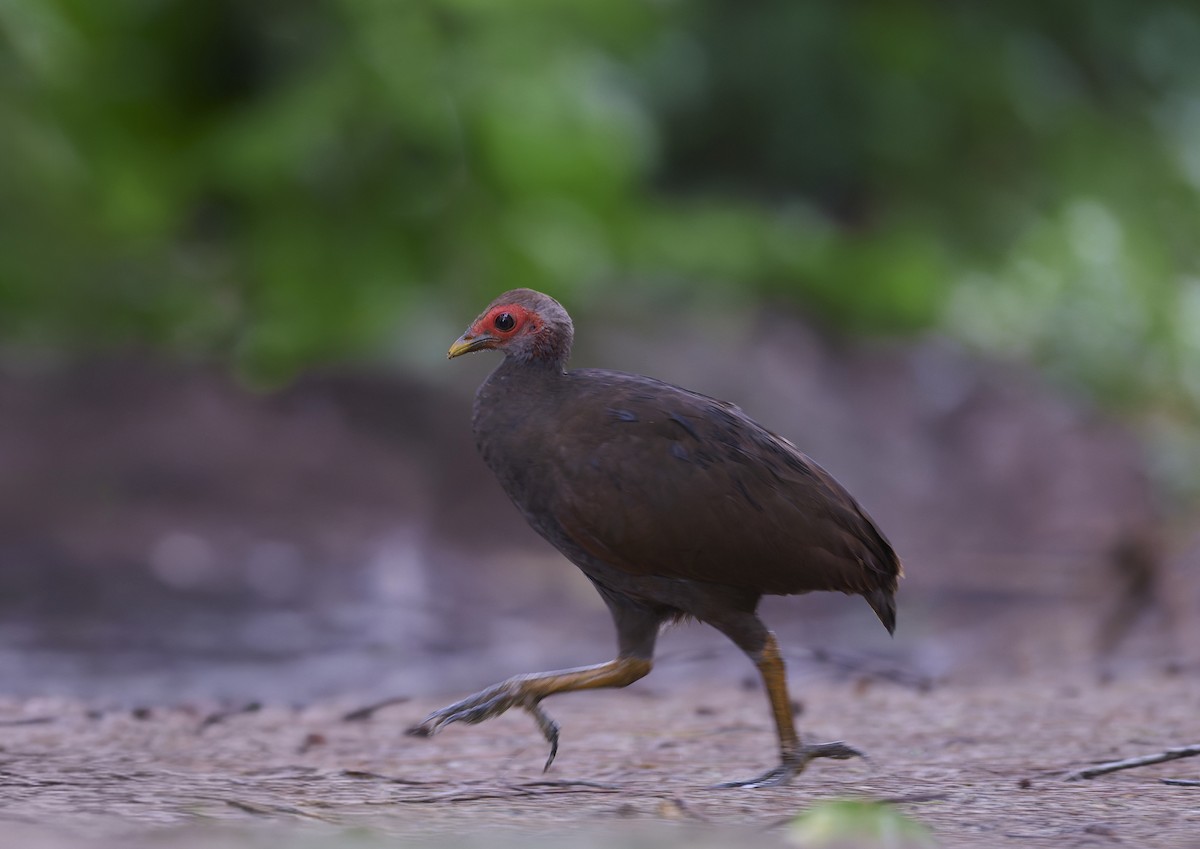 Nicobar Megapode - ML644266214