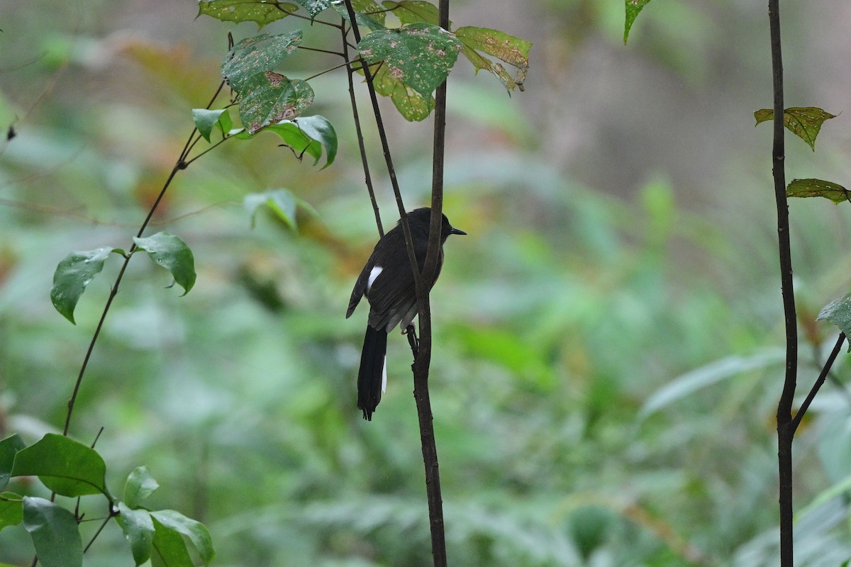 White-rumped Shama - ML644266219