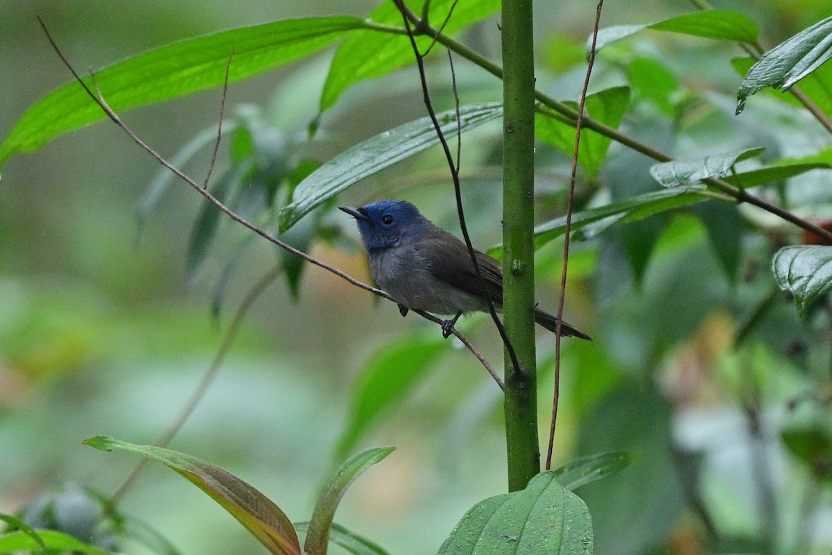 Tchitrec azuré - ML644266227