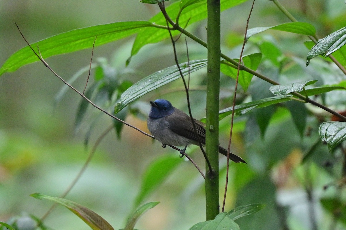 Tchitrec azuré - ML644266230