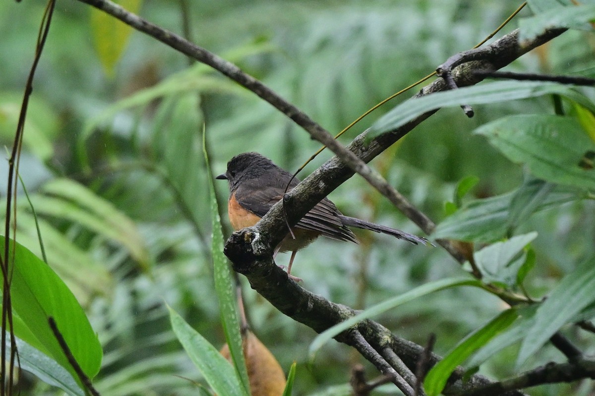 White-rumped Shama - ML644266231