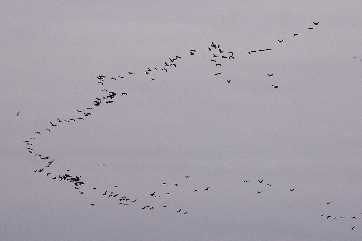 Cormorán Orejudo - ML644266232