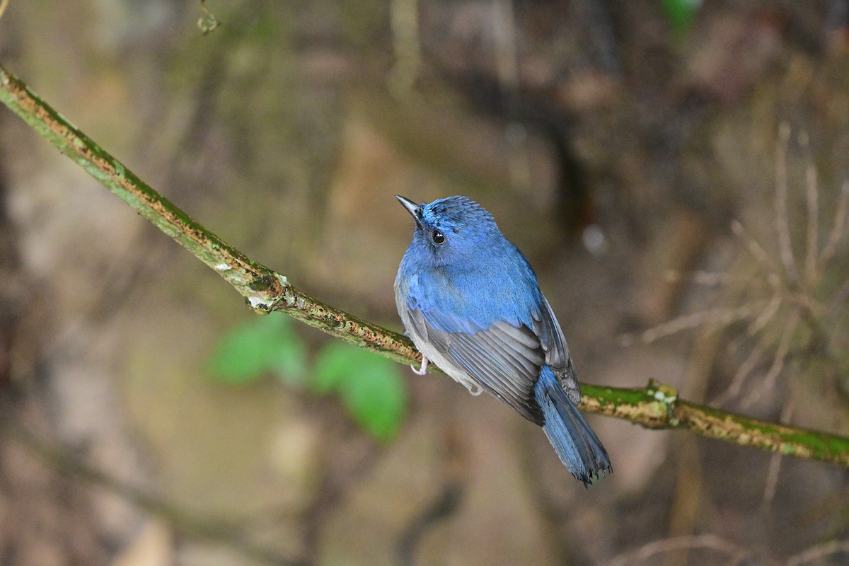 Hainan Blue Flycatcher - ML644266235