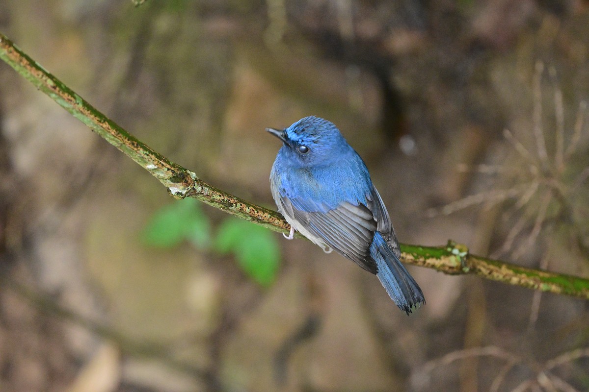 Hainan Blue Flycatcher - ML644266236