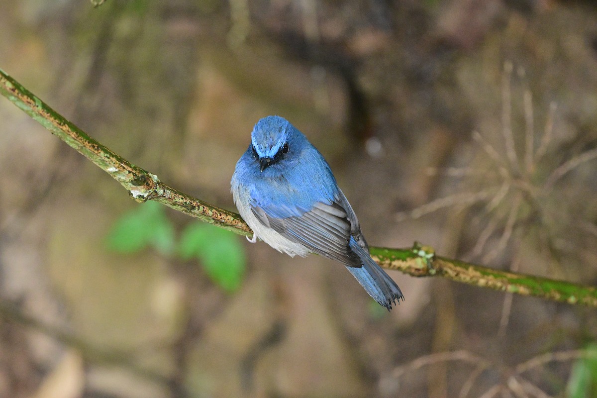Hainan Blue Flycatcher - ML644266237