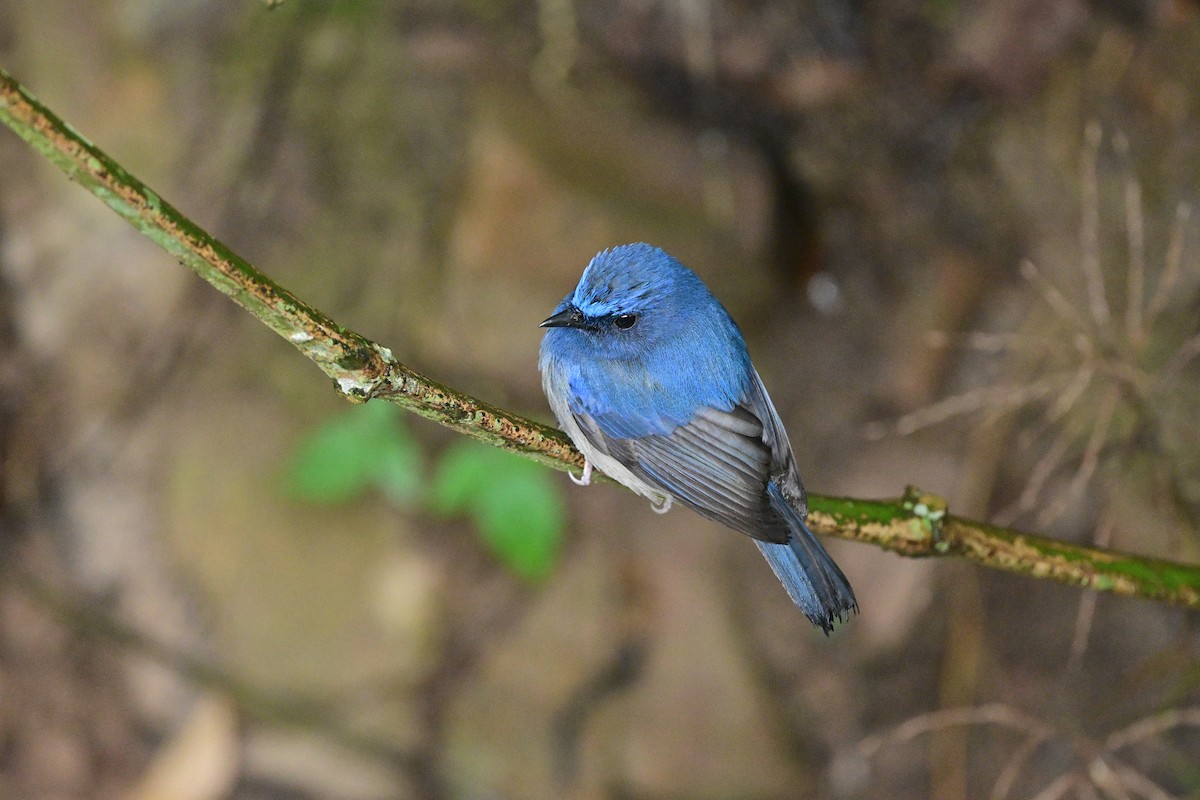 Hainan Blue Flycatcher - ML644266238