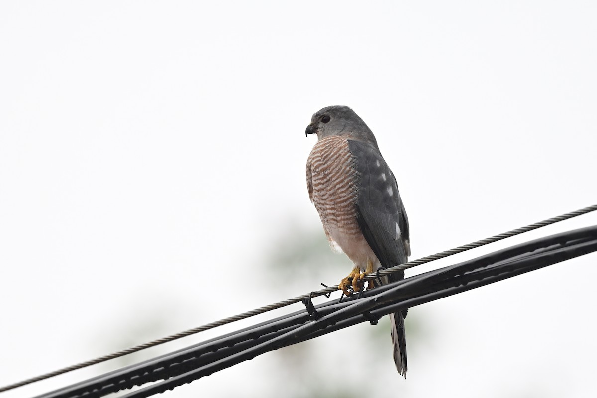 krahujec šikra - ML644266245