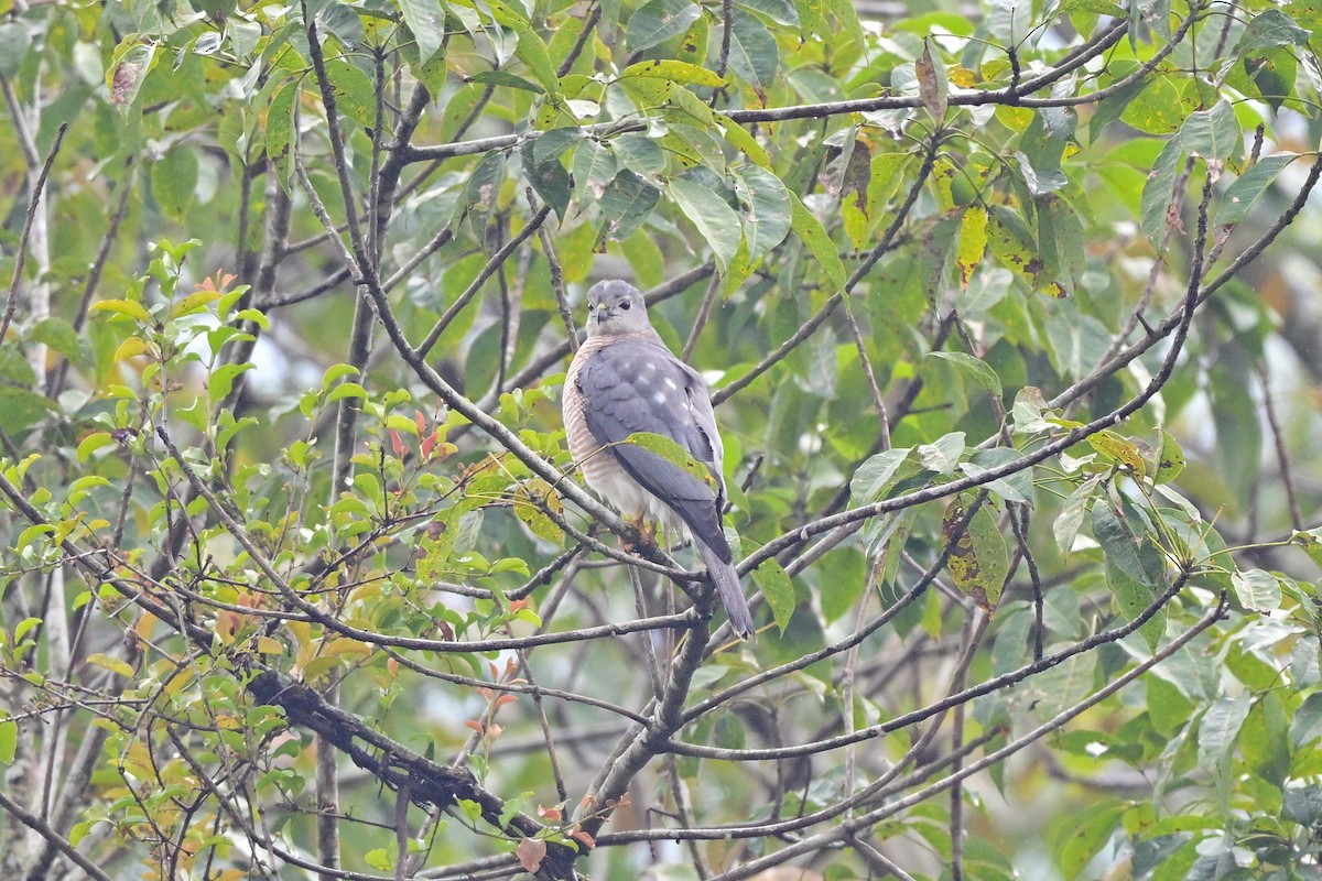 krahujec šikra - ML644266246