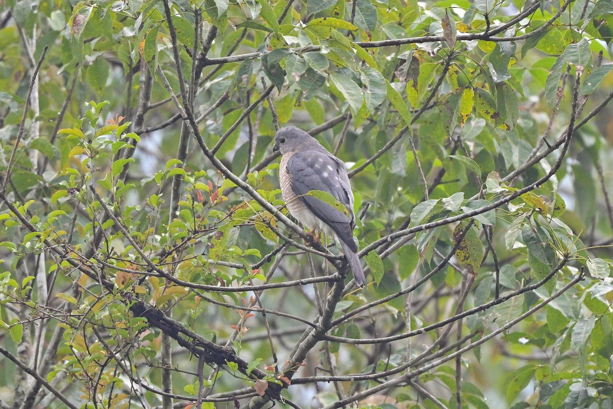 krahujec šikra - ML644266247