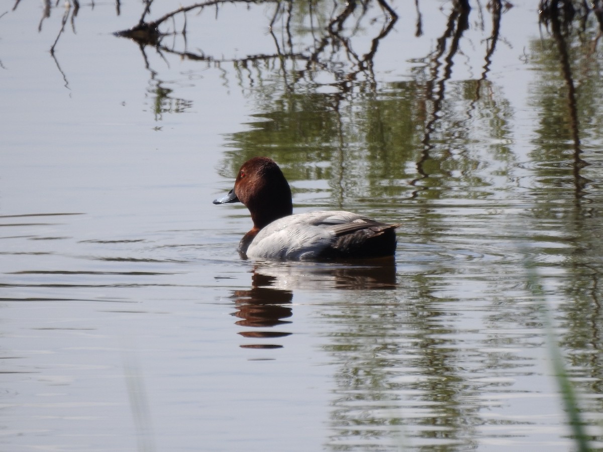 taffeland - ML644266253