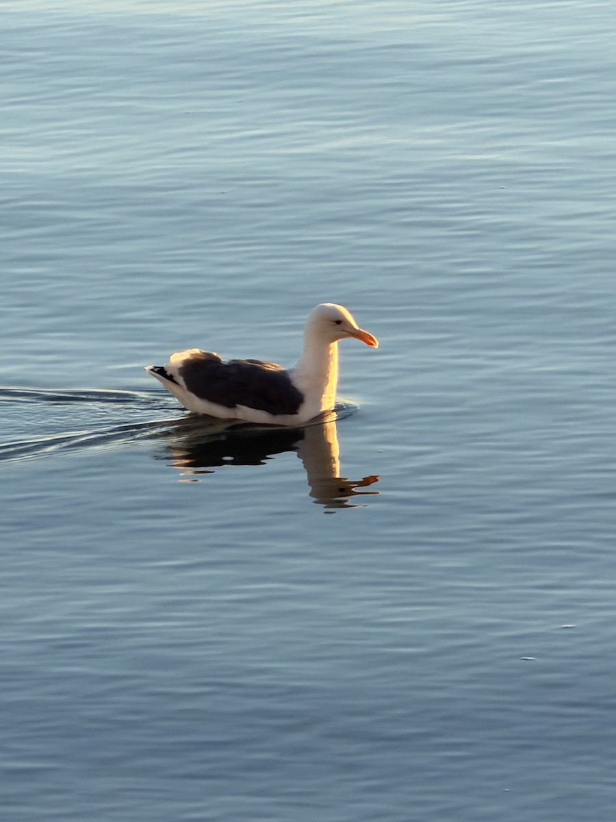 アメリカオオセグロカモメ - ML644266254