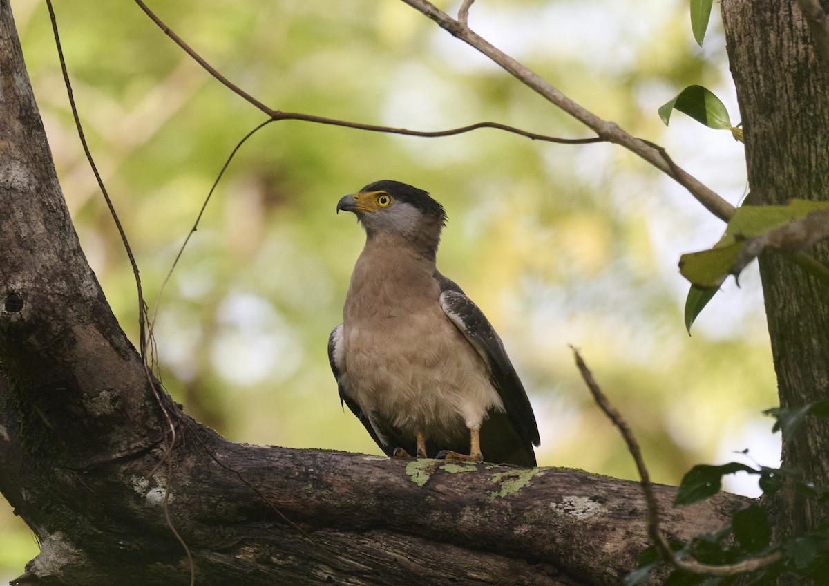 Serpentaire des Nicobar - ML644266288