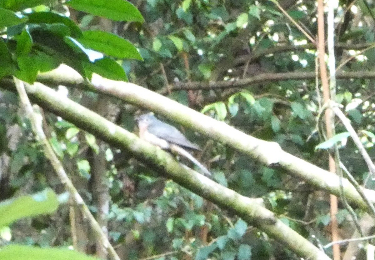 Fan-tailed Cuckoo - ML644266291