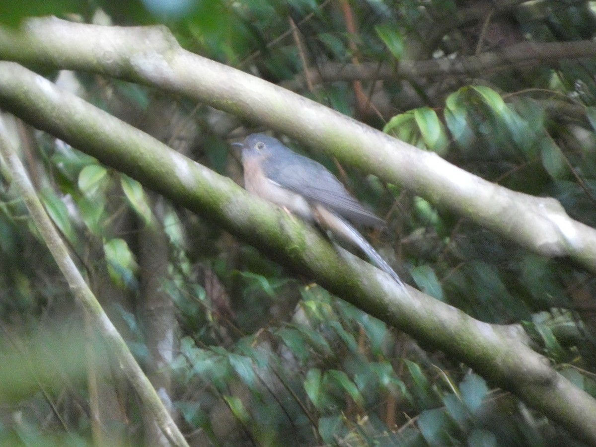 Fan-tailed Cuckoo - ML644266292