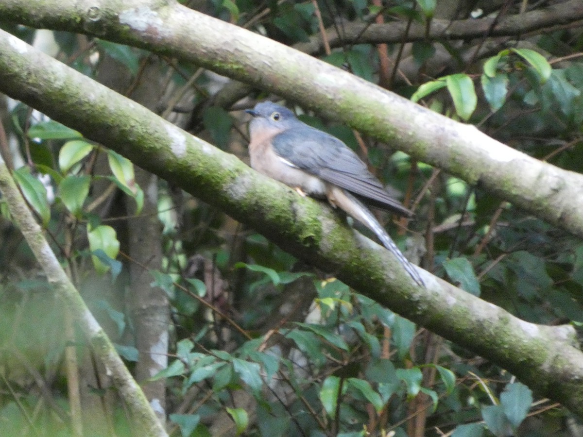 Fan-tailed Cuckoo - ML644266293