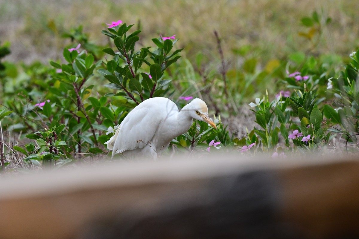 volavka dobytčí - ML644266304