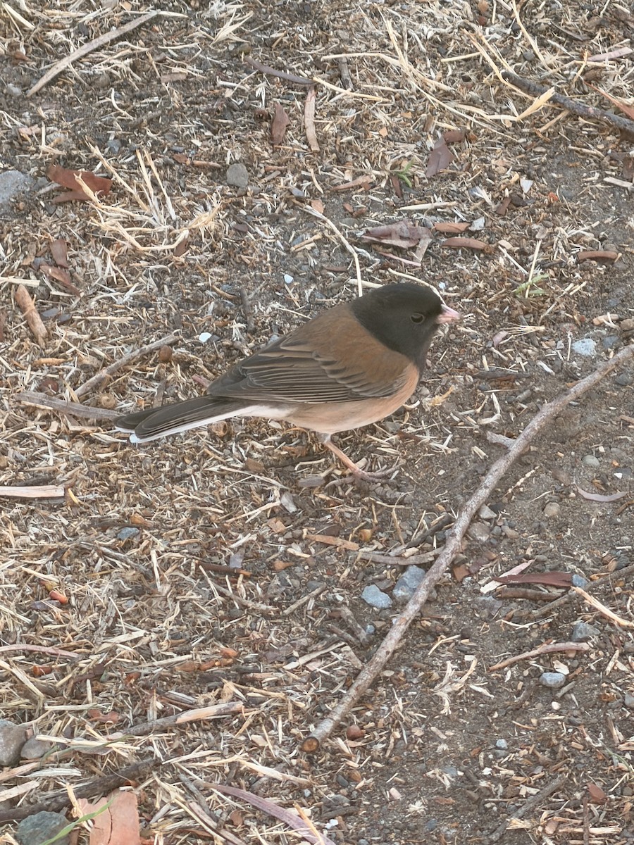 Dark-eyed Junco - ML644266311