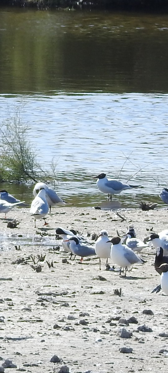 rybák obecný - ML644266316