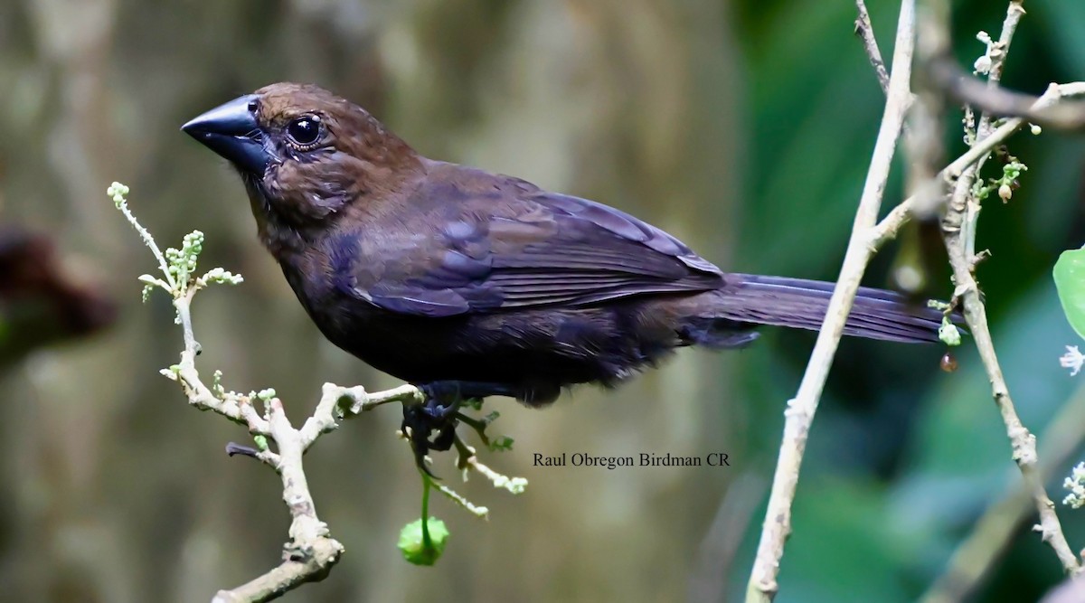 Meksika Çivit Kocabaşı - ML644266323