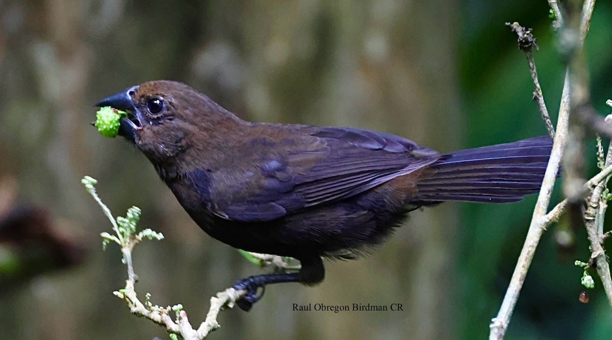 Meksika Çivit Kocabaşı - ML644266324